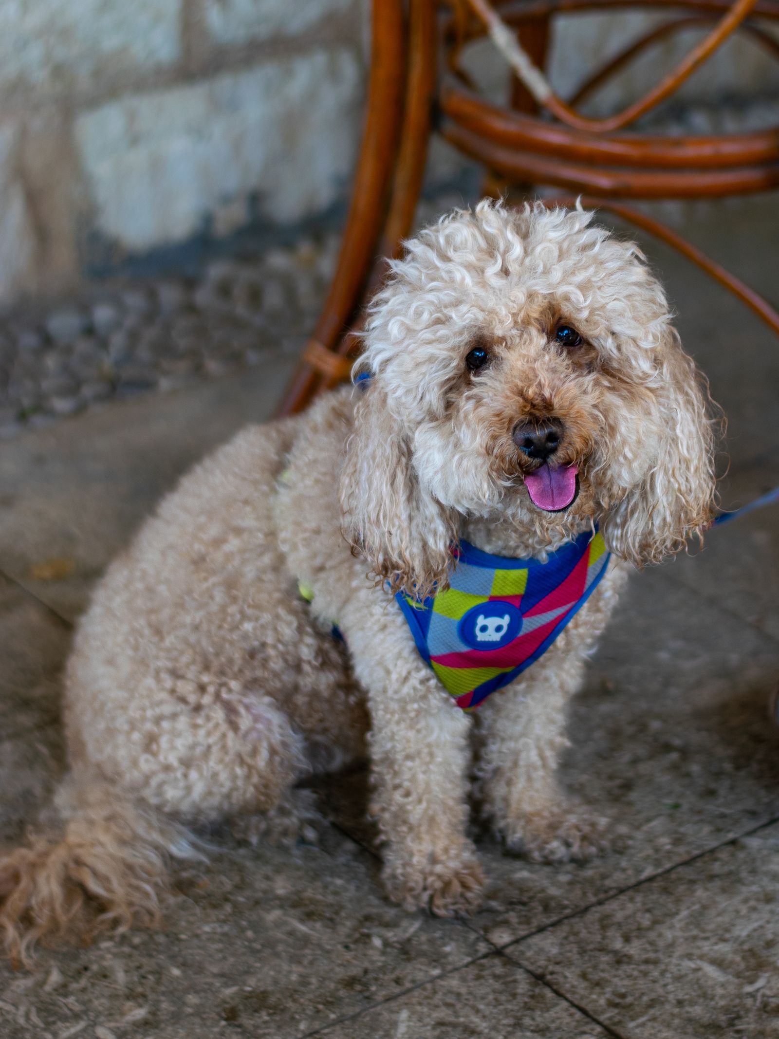 Poodle usando bandana colorida