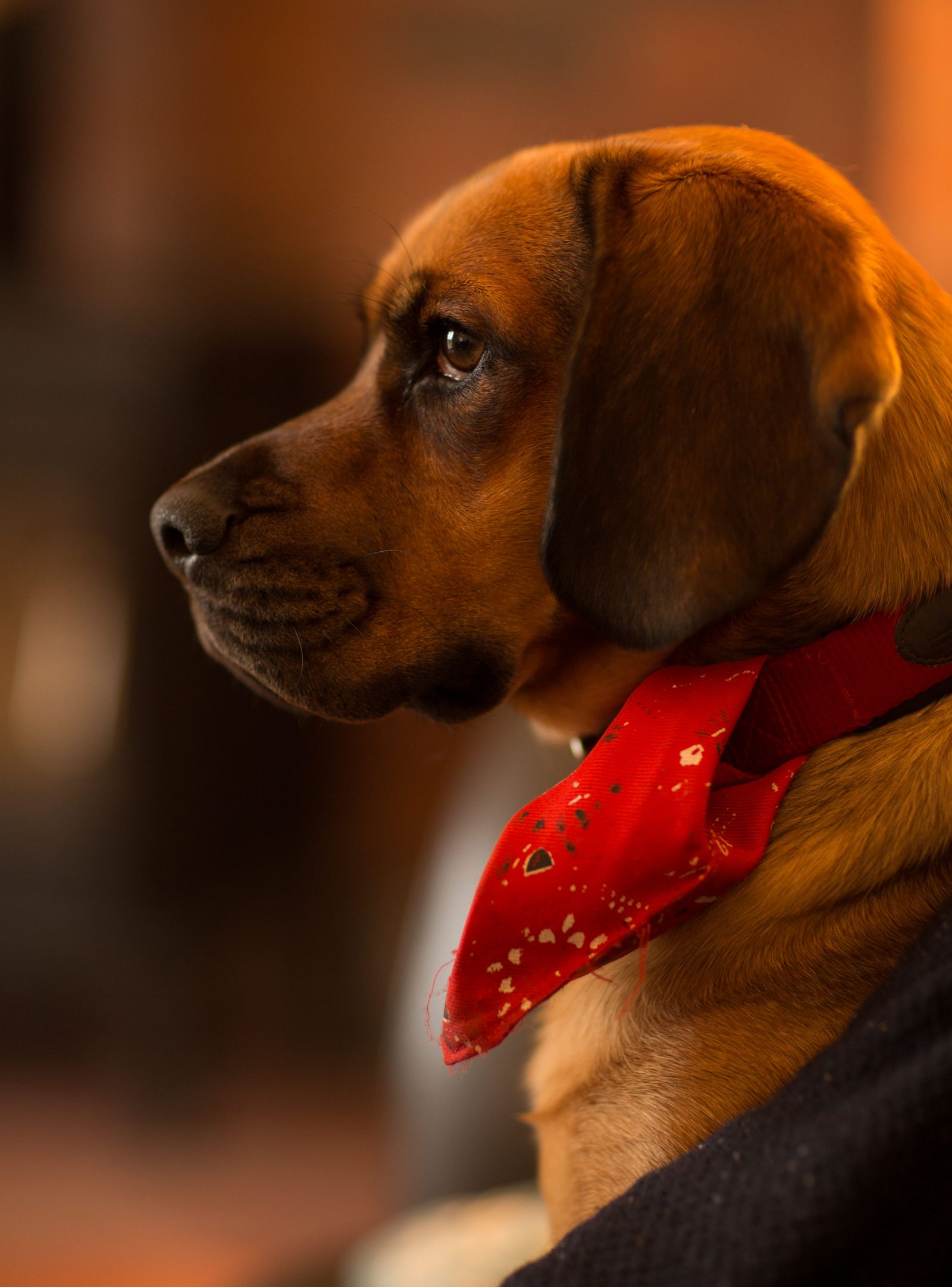 Beagle usando lenço vermelho