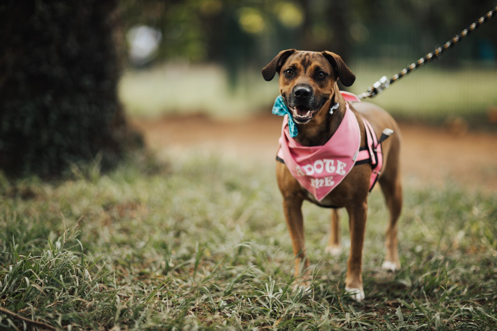 Cachorro usando bandana rosa
