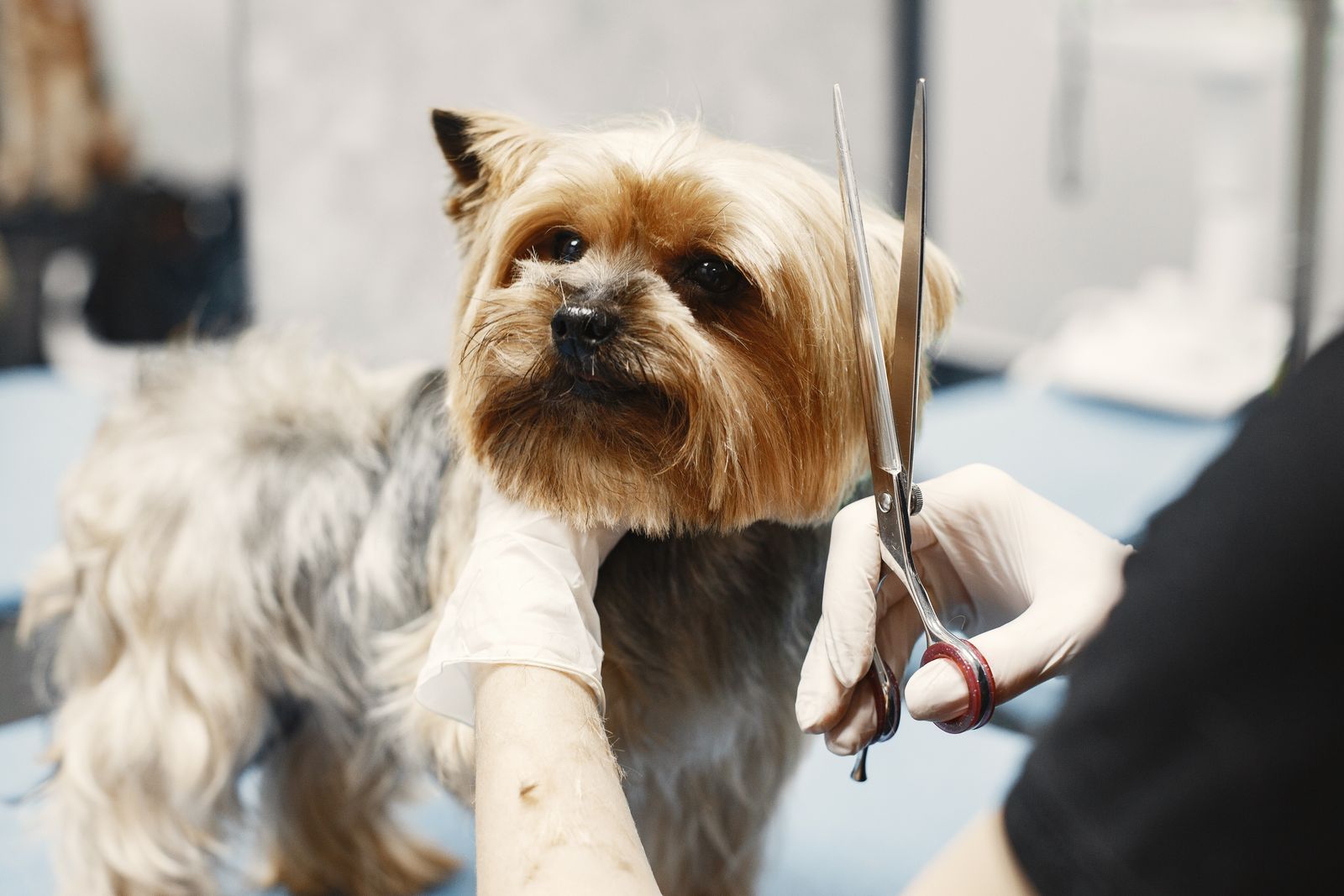 Finalização profissional do penteado de um cachorro