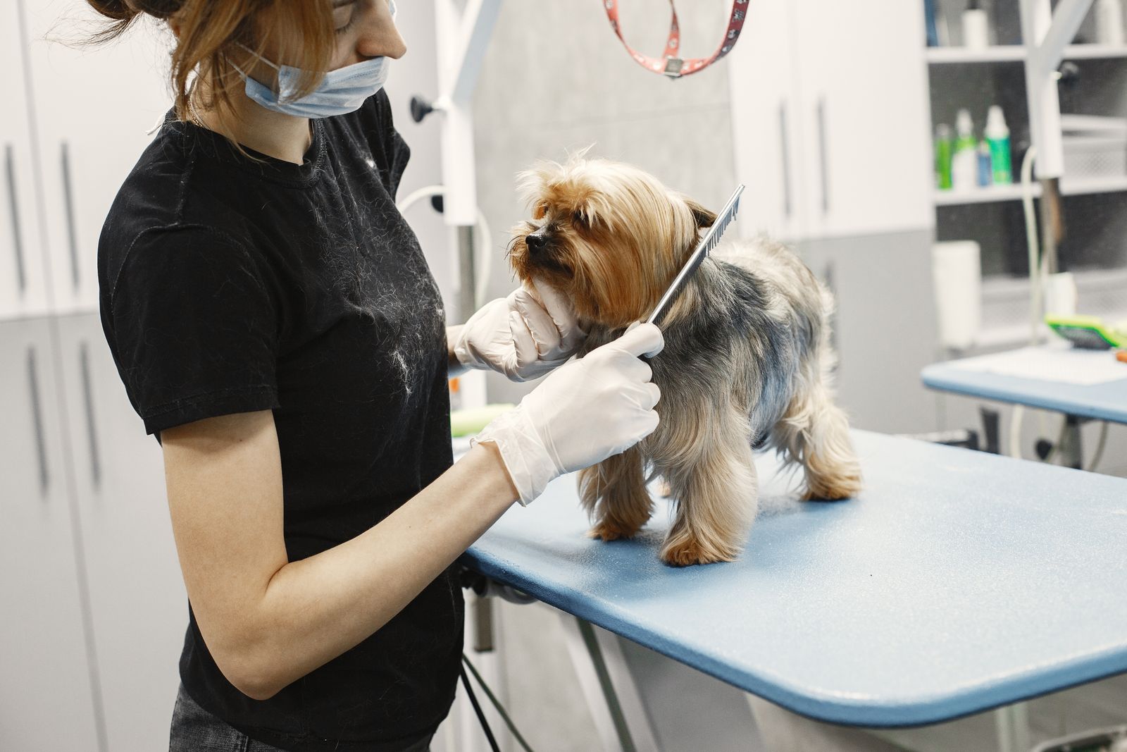 Cachorro em atendimento de banho e tosa